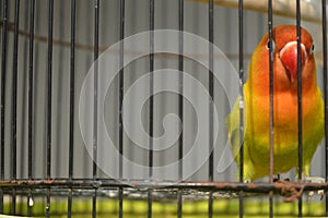 Agapornis fischeri bird with colorful feathers is one of the birds that are kept by many bird lovers.