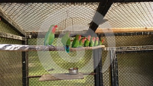 Agapornis parrot - love birds - exotic little home pet