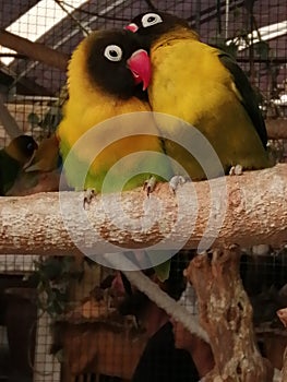 Agapornis personatus-Lovebirds