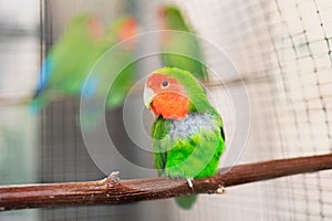 Agapornis roseicollis Viellot, Psittacidae. A green and red parrot sit in a cage and look. photo