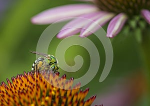 Agapostemon - Metallic Green Bees