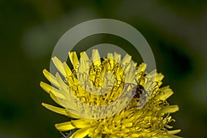 Agapostemon sweat bee pollinating a flower