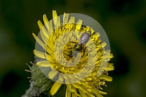 Agapostemon sweat bee pollinating a flower