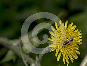 Agapostemon sweat bee pollinating a flower