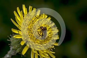 Agapostemon sweat bee pollinating a flower