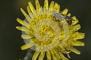 Agapostemon sweat bee pollinating a flower