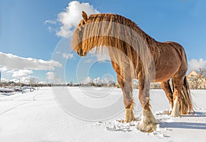 Agar, Bohemian-Moravian Belgian horse in sunny day in winter. Czech Republic