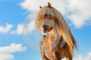 Agar, Bohemian-Moravian Belgian horse in sunny day in winter. Czech Republic