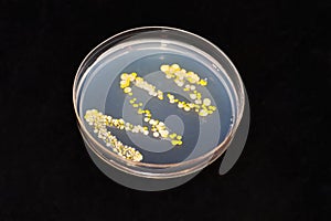 An agar dish with bacteria and fungi colonies against black