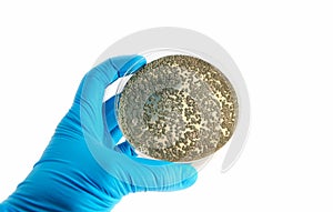 Agar plate with fungi microorganisms photo