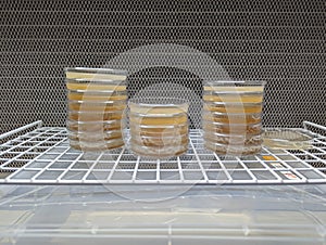 Agar plates in front of laminar flow hood