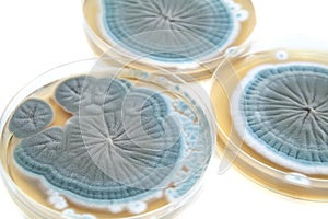 Agar plates with Penicillium fungi on white photo