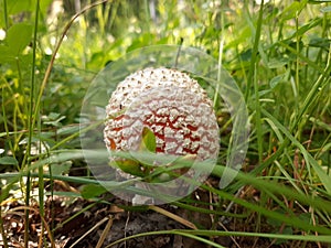 Agaric