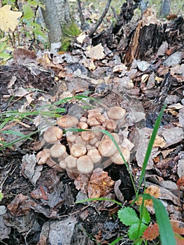 Agaric honey
