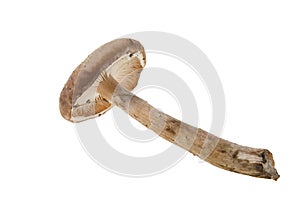 Agaric honey isolated on white