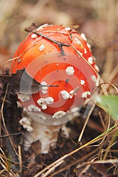 Agaric mushroom. Hallucinogen photo