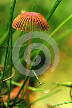 Agaric mushroom. Hallucinogen