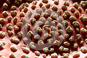 Agaric mushroom