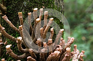 agaric mushrooms in the grass in the autumn forest