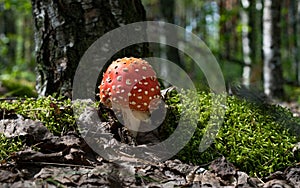 agaric mushrooms in the grass in the autumn forest