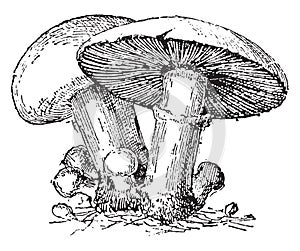 Agaric, vintage engraving