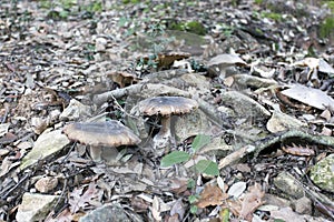 Agaricales armillaria mushrooms in the wood of Sardinia photo