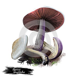 Agaricus abruptibulbus abruptly-bulbous agaricus or flat-bulb mushroom edible fungus isolated on white. Digital art illustration,