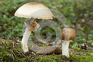 Agaricus augustus