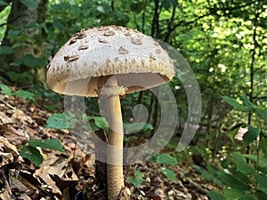 Agaricus augustus or The prince mushroom, Der Riesen-Champignon Pilz oder Riesen-Egerling