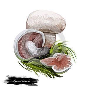 Agaricus bernardii salt-loving mushroom, agaric fungus in family Agaricaceae. Edible fungus isolated on white. Digital art