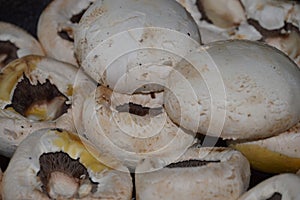 Agaricus Bisporus mushrooms