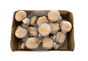 Agaricus bisporus in studio