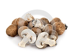 Agaricus bisporus in studio