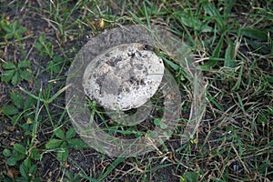 Agaricus bitorquis, Agaricus rodmani, torq, the banded agaric, spring agaric, or pavement mushroomis an edible white mushroom.