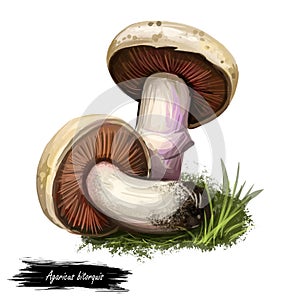 Agaricus bitorquis edible white mushroom of genus Agaricus, common button mushroom, supersedes Agaricus rodmani. Torq, the banded