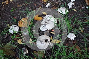 Agaricus bitorquis grows in September. Berlin, Germany