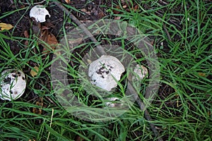 Agaricus bitorquis grows in September. Berlin, Germany