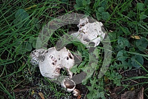 Agaricus bitorquis grows in September. Berlin, Germany