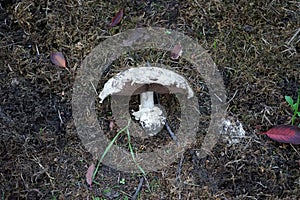 Agaricus bitorquis grows in September. Berlin, Germany