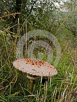 Agaricus bohusii - large edible mushroom photo