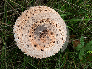 Agaricus bohusii - large edible mushroom photo