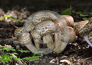 Agaricus bohusii is one of the most attractive of the Agaricus species - the true mushrooms, as some peoople call them photo