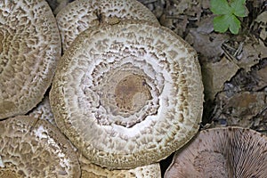 Agaricus bohusii is one of the most attractive of the Agaricus species - the true mushrooms, as some peoople call them photo