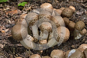 Agaricus bohusii is one of the most attractive of the Agaricus species -the true mushrooms,as some peoople call them photo