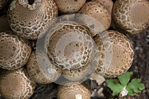 Agaricus bohusii is one of the most attractive of the Agaricus species -the true mushrooms,as some peoople call them photo