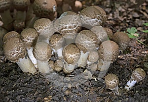 Agaricus bohusii is one of the most attractive of the Agaricus species - the true mushrooms, as some peoople call them. photo