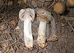 Agaricus bohusii is one of the most attractive of the Agaricus species - the true mushrooms, as some peoople call them photo