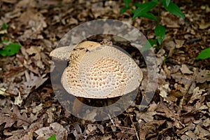 Agaricus bohusiii mushroom photo