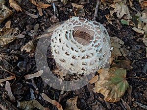 Agaricus campestris squamosus mushrooms