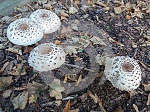 Agaricus campestris squamosus mushrooms